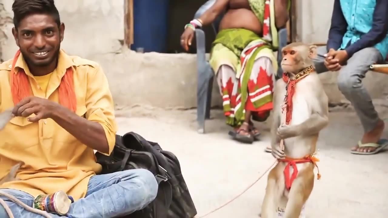 Best funny monkey Dance in India part - 2