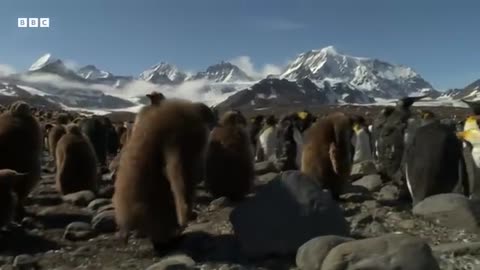 Baby Penguins Take a Mud Bath Narrated by Andrew Scott BBC Earth