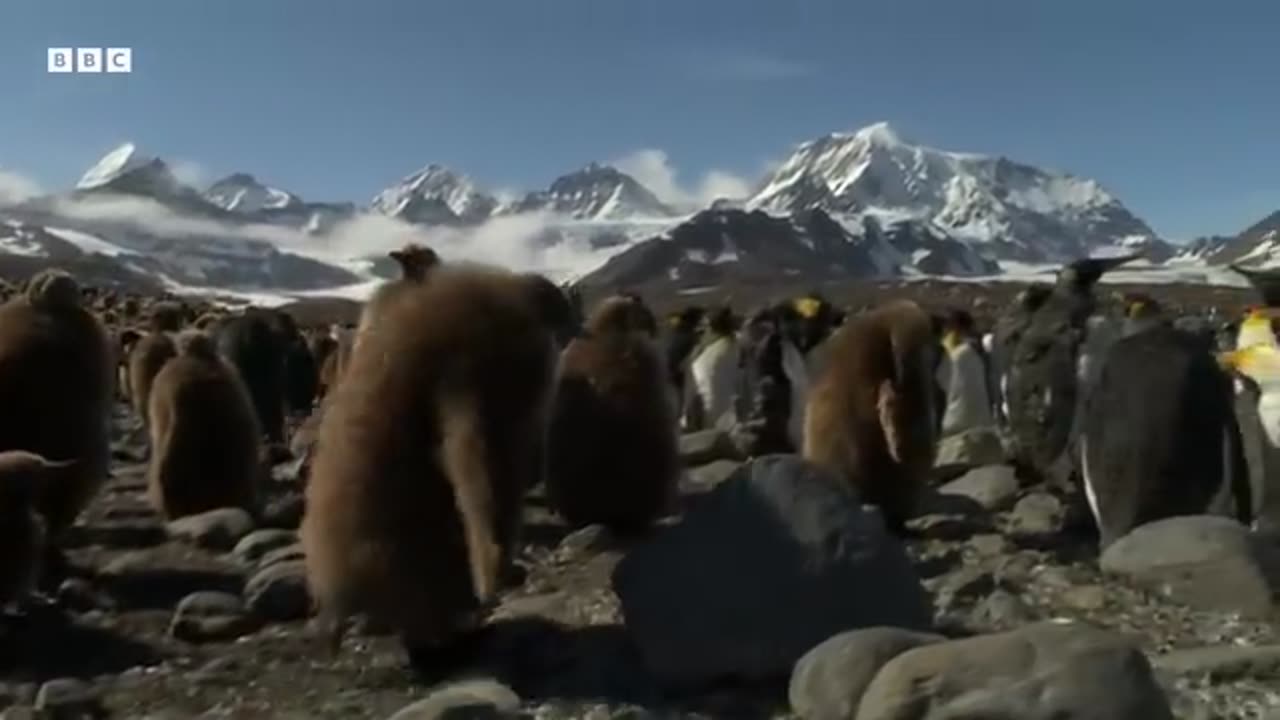 Baby Penguins Take a Mud Bath Narrated by Andrew Scott BBC Earth