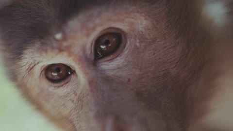 Close-up Video Footage Of A Monkey