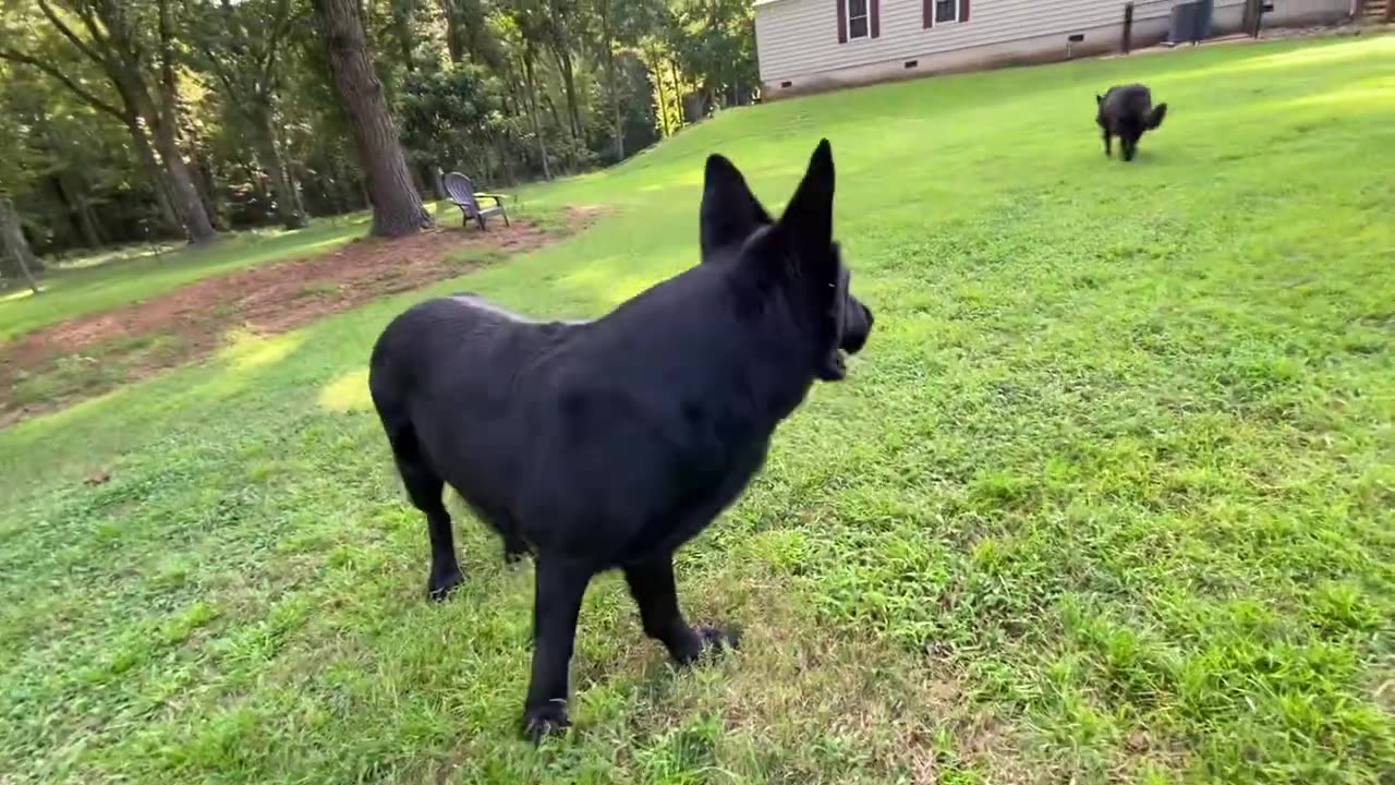 Friday FUN RUN!!! 5 Black German Shepherds & GSM