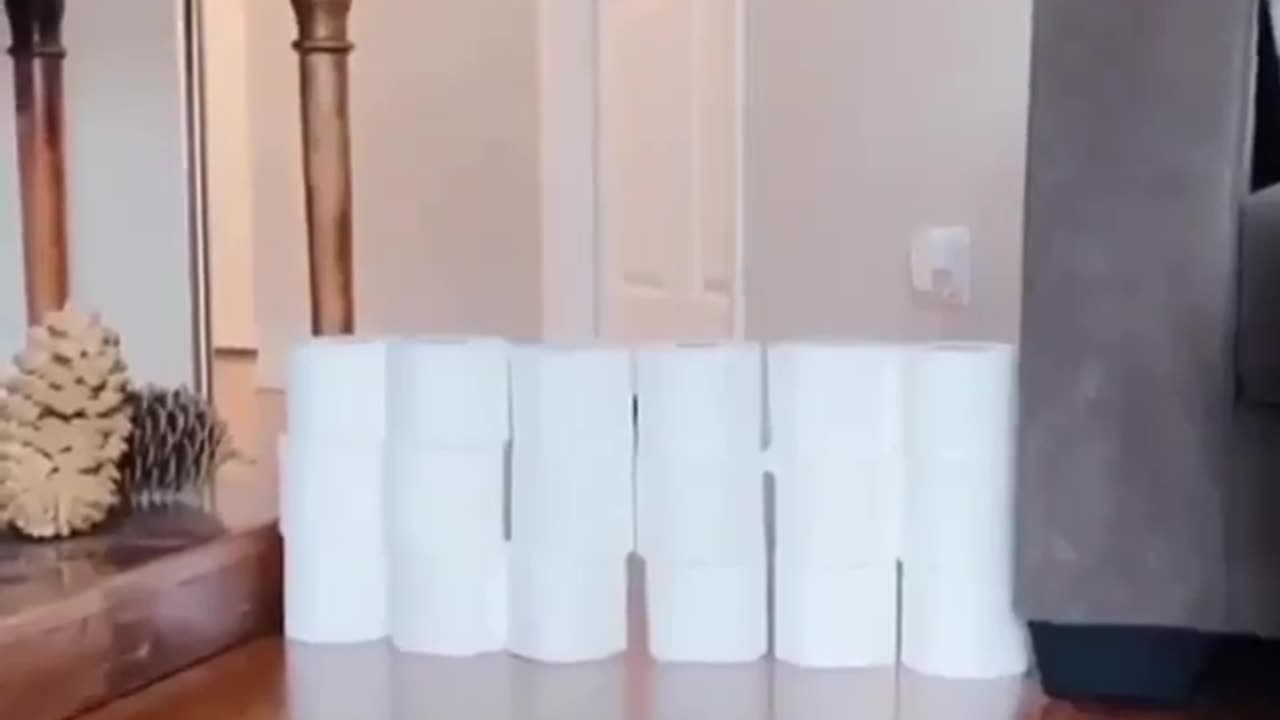 Funny animals