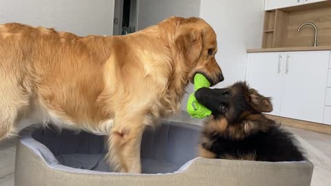 My Dog Reacts to Puppy Stealing His Bed