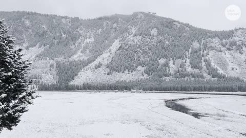 Snow coats Yellowstone National Park - USA TODAY