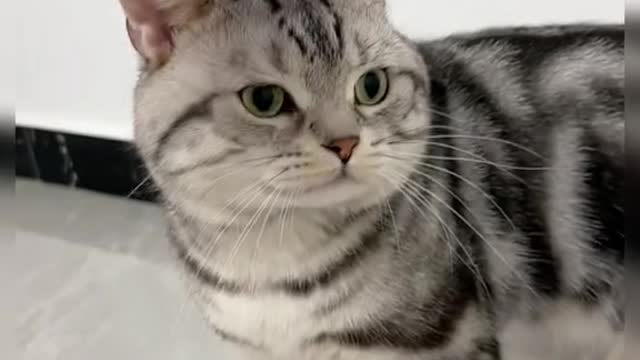 Don't touch me humans. I'm in a bad mood today
