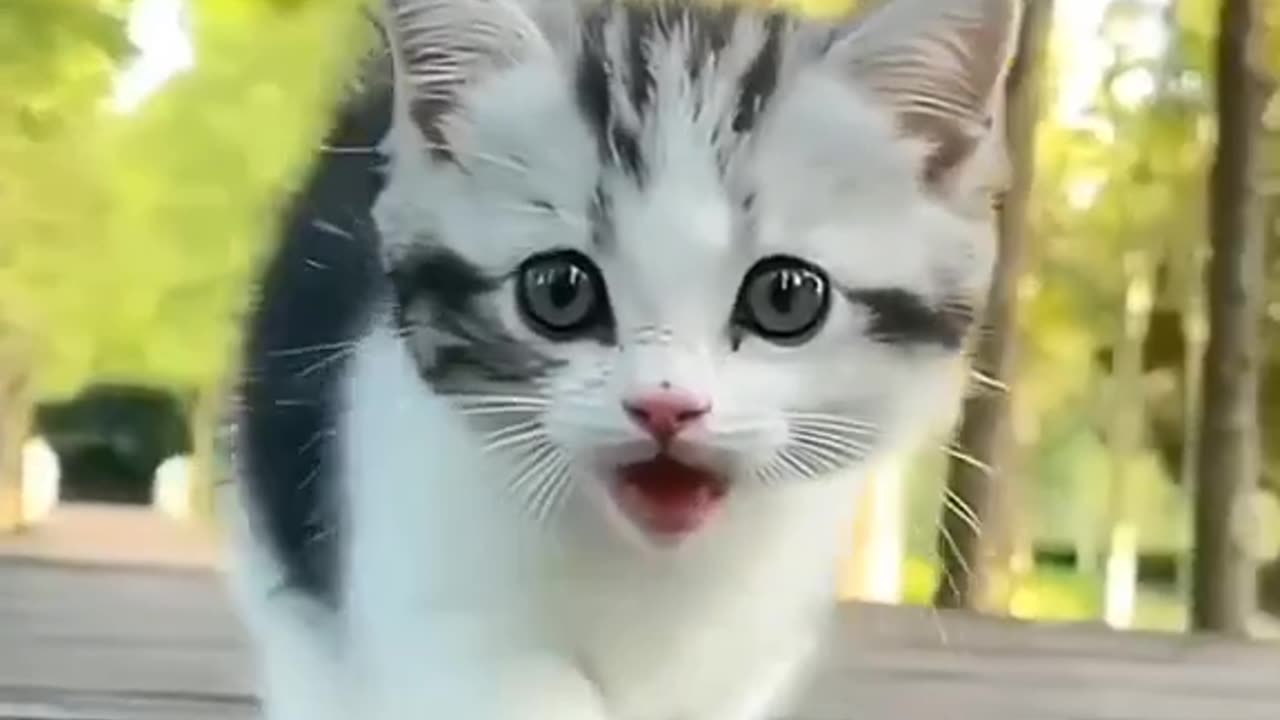 Cute kitten