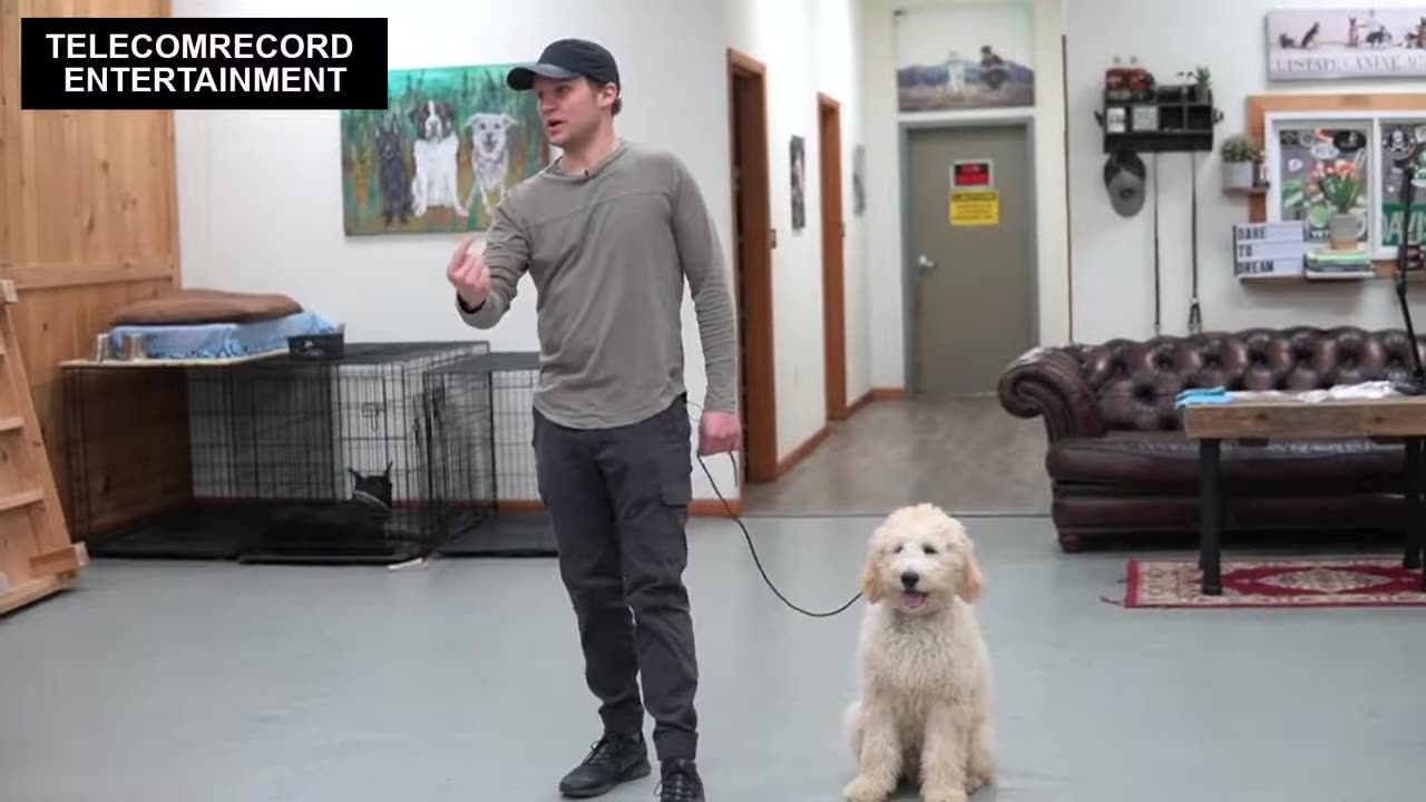 teaching any dog traning