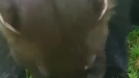 Wildlife