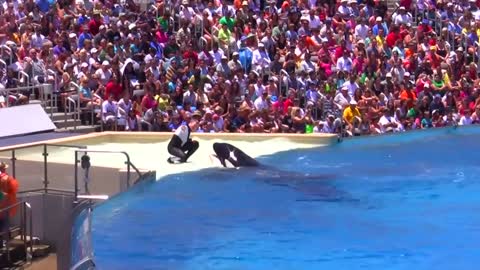 Seaworld SHAMU Killer Whale Show