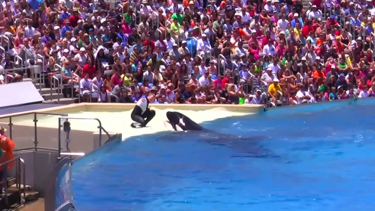 Seaworld SHAMU Killer Whale Show