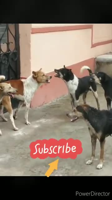 village dog v/s dog fight,. fanny doylog