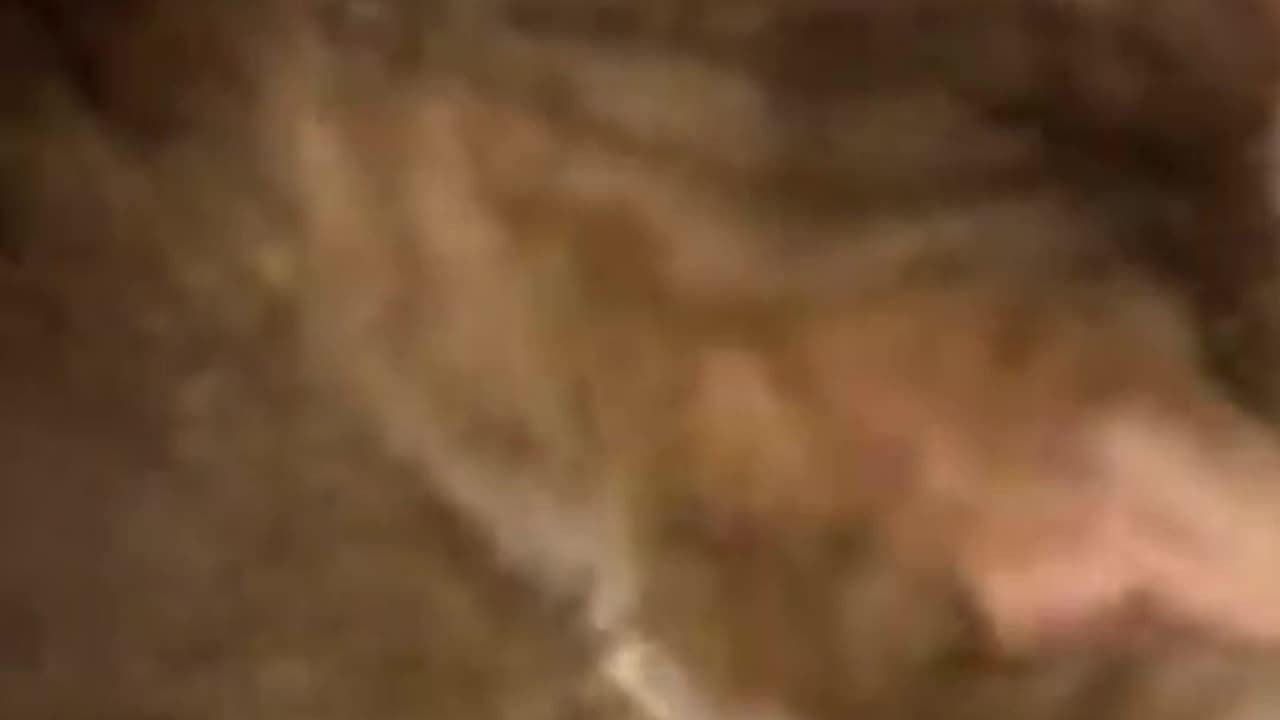 Woman Saves Cat from Highway Tunnel | Heartwarming Moments