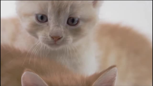 Cute cat