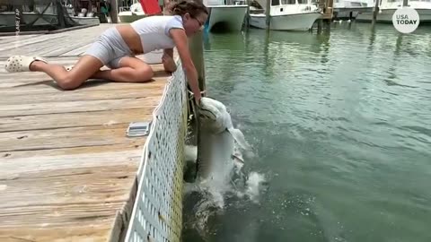 Girl_s_arm_almost_swallowed_by_hungry_fish___USA_TODAY(480p).mp4