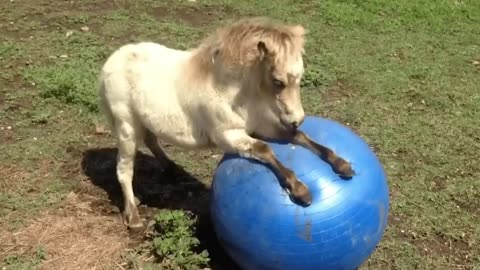 Best Funny Animal Videos of the year 2024, funniest animals ever relax with cute animals video