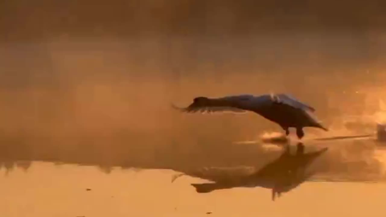 This is how a swan lands on water