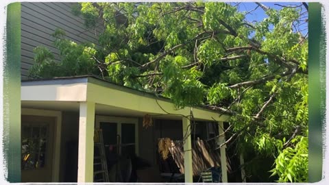 Tree services Austin