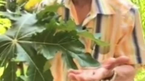 Papaya leafs prove as cure for third stage cancer