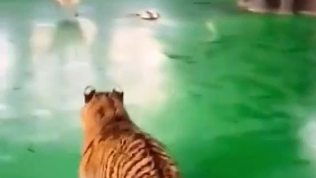 Funny animal videos