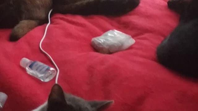 My animal video