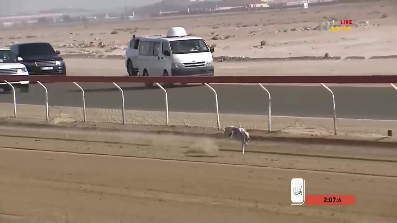 Dog race video