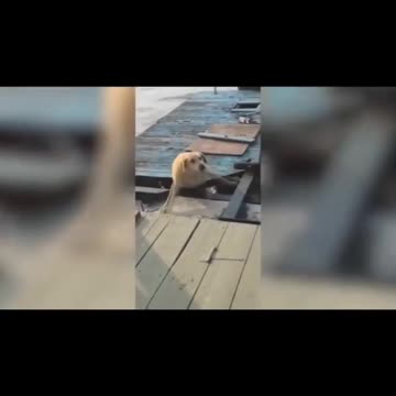 Poor dog creates by youtuber Tiger funnies