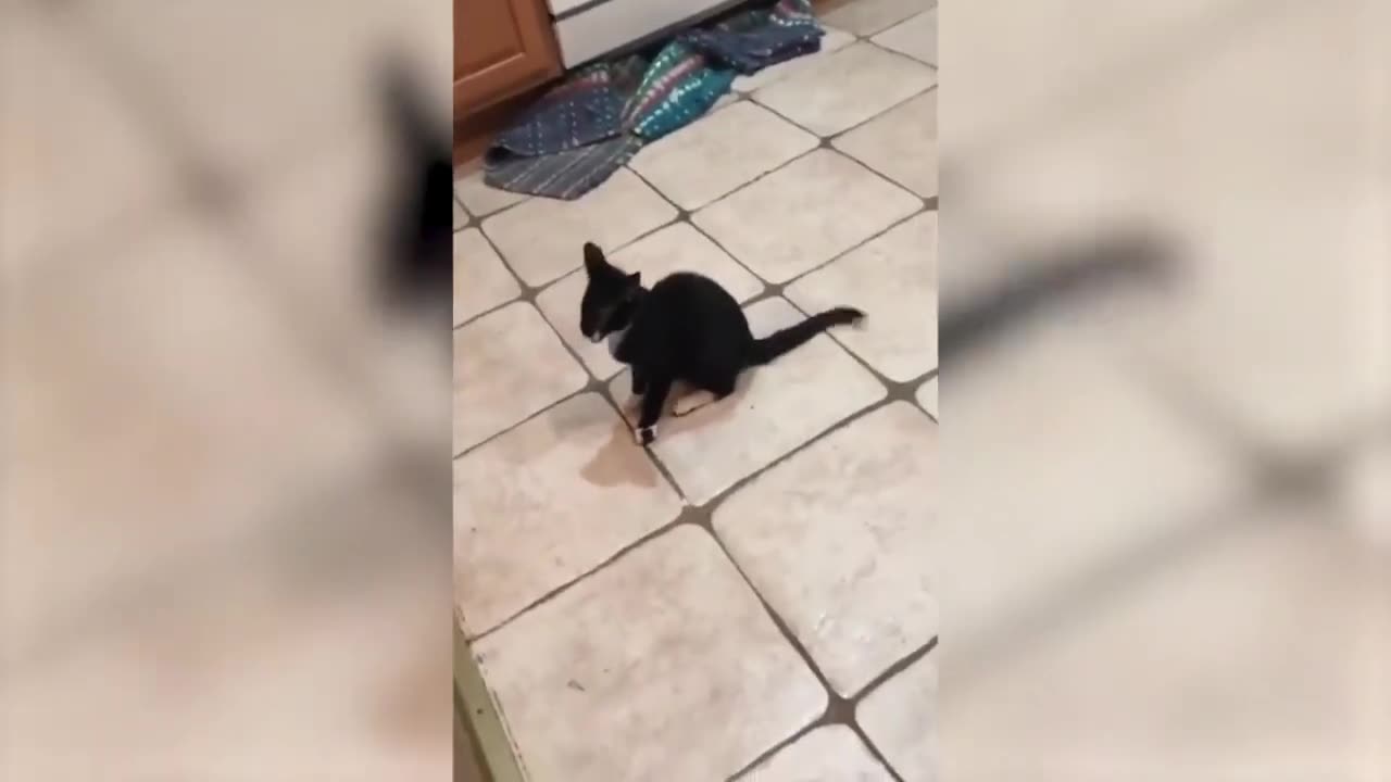 The Best Funny Cat Videos Of The 2023 - Funny Cats Compilation #49