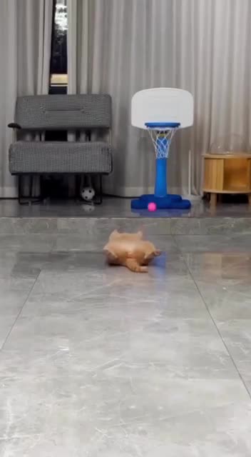Cat don’t care about bouncing ball 🤣🤣