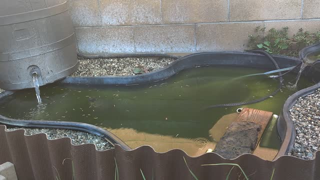 Water turtle lunch time.