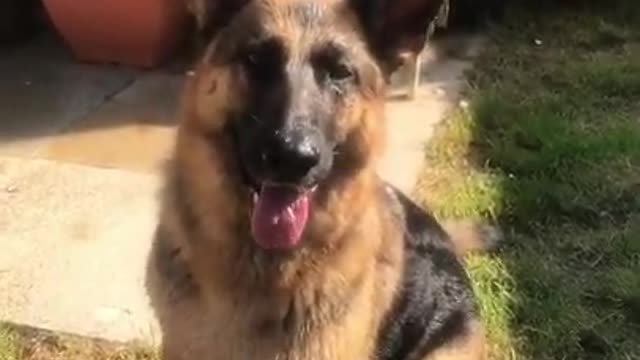 Great Fun ! Funny Dog Videos 2021