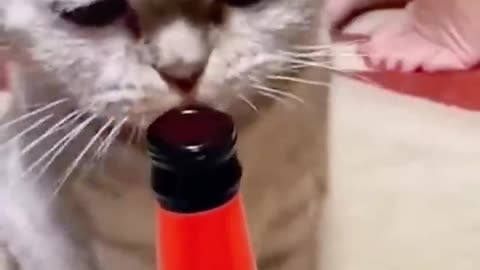 Funny Cat's Moment Video Funny Animal