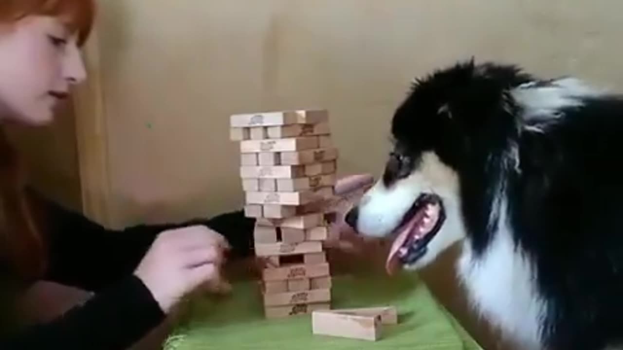 Funny Animals