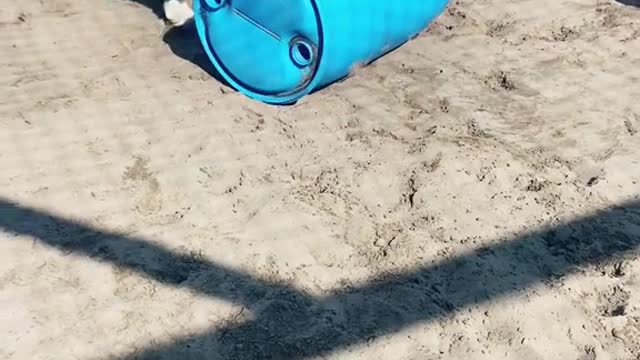 Lions vs barrel