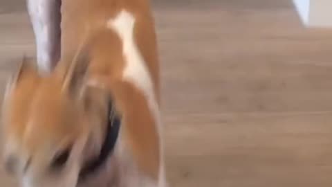 A made a train Dogs
