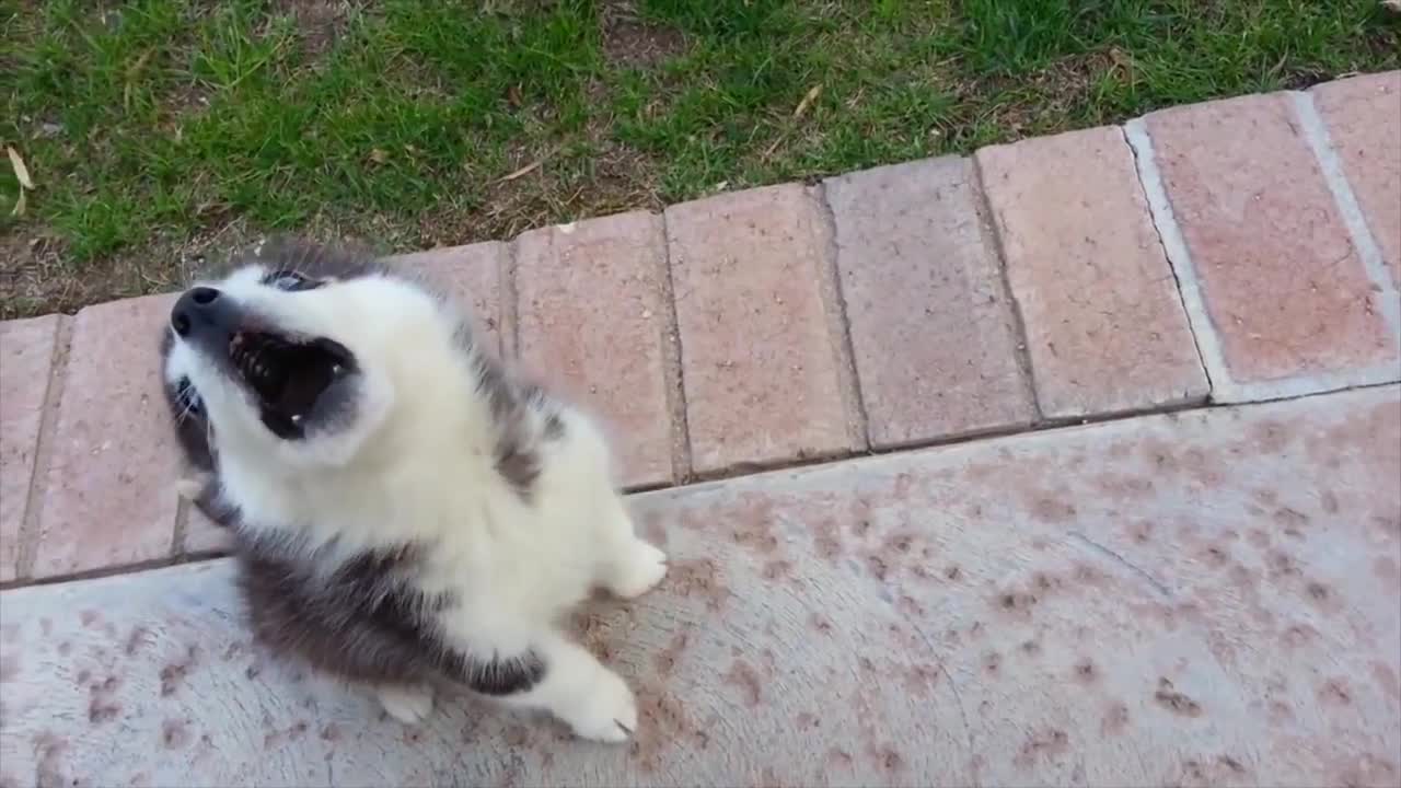 Little dogs Figuring out how to Yell