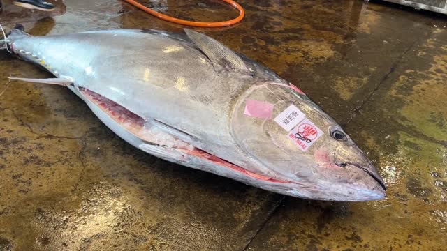 Super huge bluefin tuna cutting skills(59)