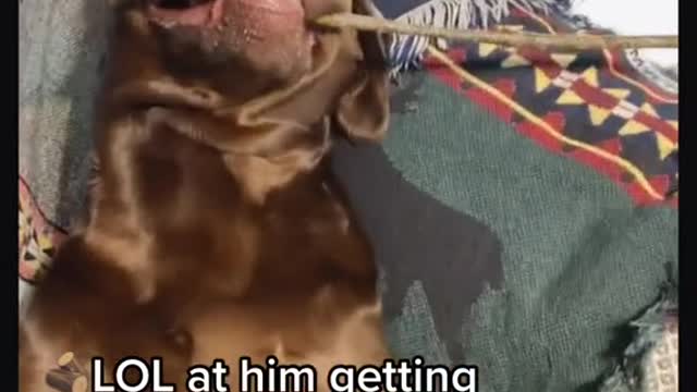 What size stick did Moose bring in the house?