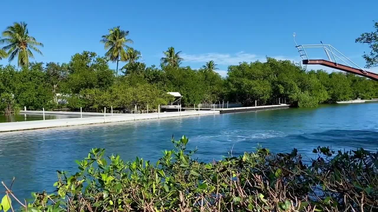 splendid dolphin show | dolphin jumping | dolphin playing with ball