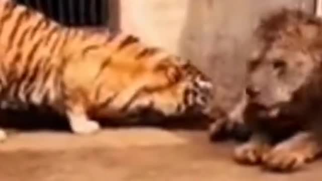 Lion VS Tiger