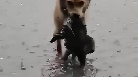 Every Life deserve as a respect !! Come on