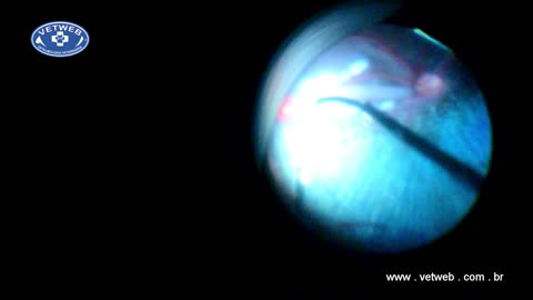 Retinal Surgery in Dogs