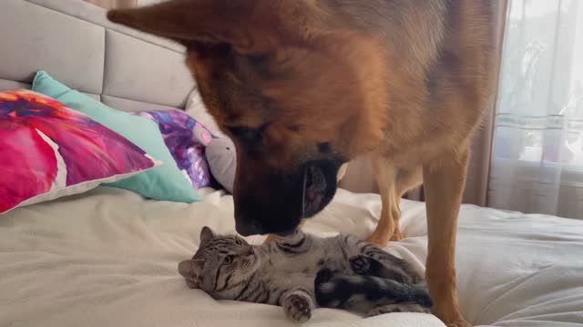 What does a German Shepherd do when a Cat ignores him