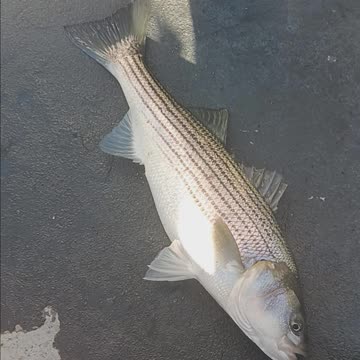 Striped bass