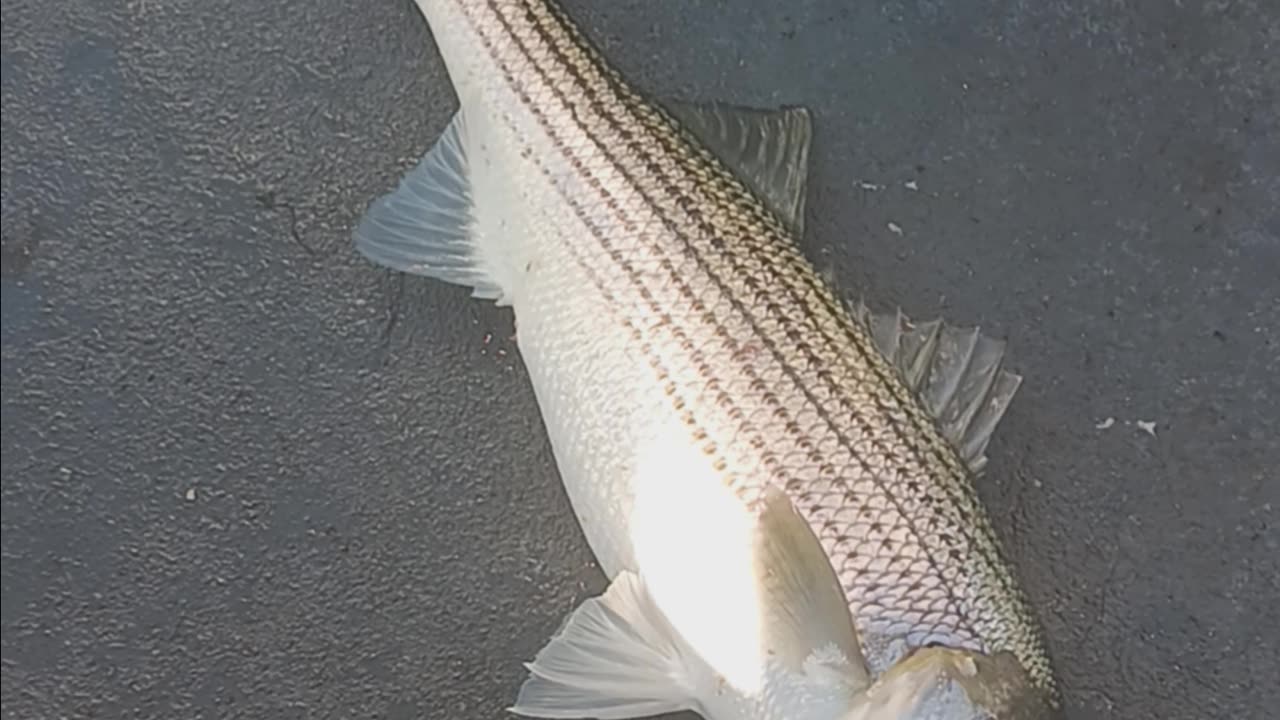 Striped bass