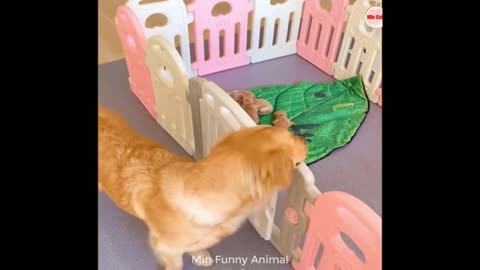 Funny Animals Video #4