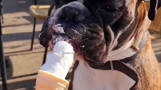 Boxer Pup Enjoys Ice Cream Cone