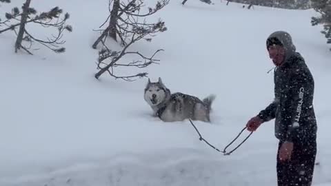 You should be very careful about taking your dog out in freezing temps