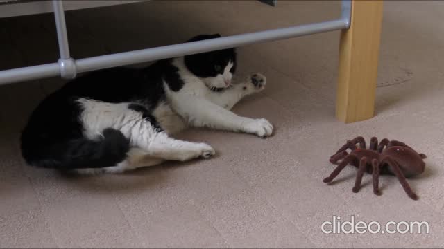 cat with spider at home