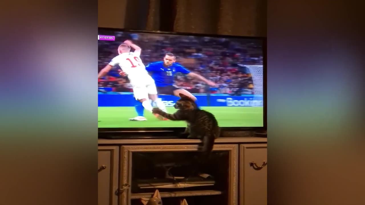 Funny animals