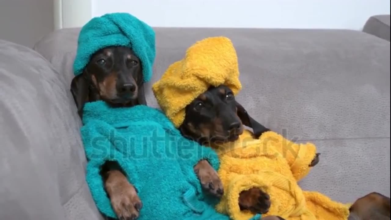 Black fur and ginger spots dressed in blue terry coat runs out of opened door of hotel bathroom